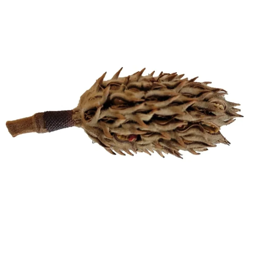 Magnolia Seed Pods, 12 Pack for Bioactive Enclosures, Terrariums,